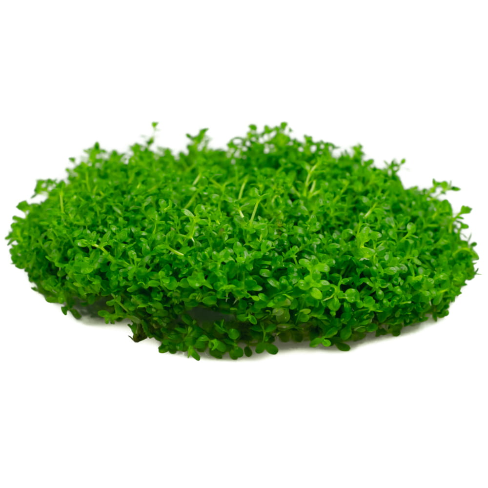 Hemianthus callitrichoides Cuba KUBEK 10cm in vitro